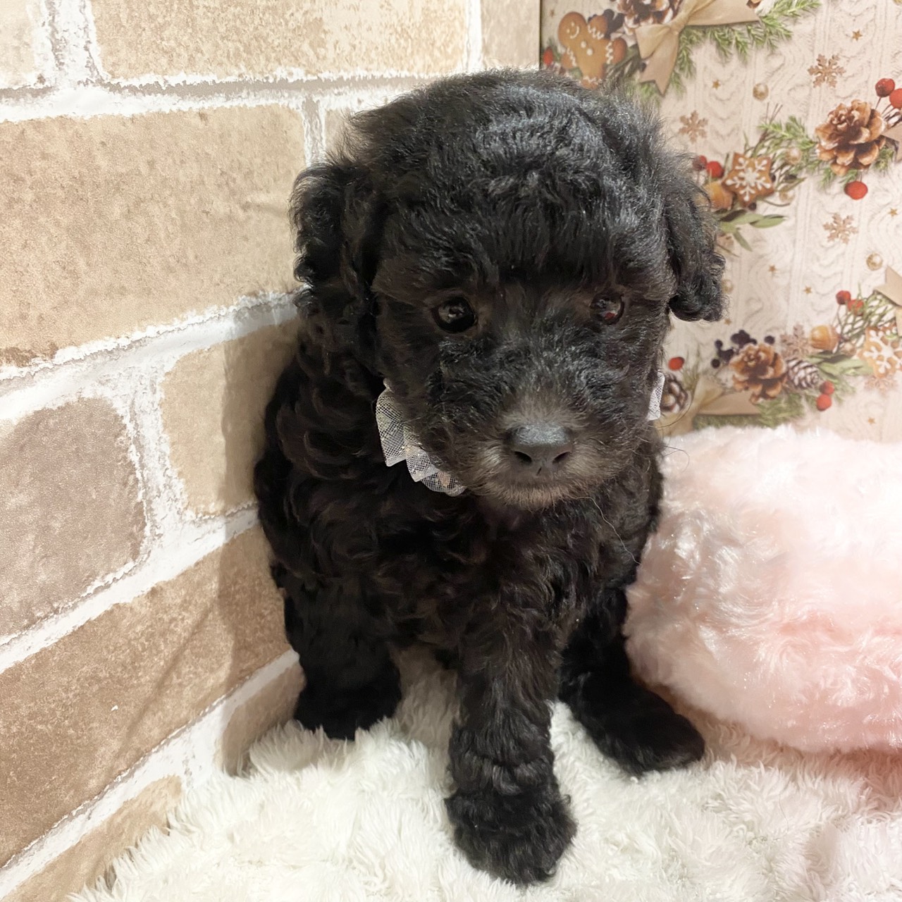 長野県のトイプードル(トイ) (犬の家＆猫の里カインズ梓川店/2025年11月2日生まれ/男の子/シルバー)の子犬の3枚目の画像