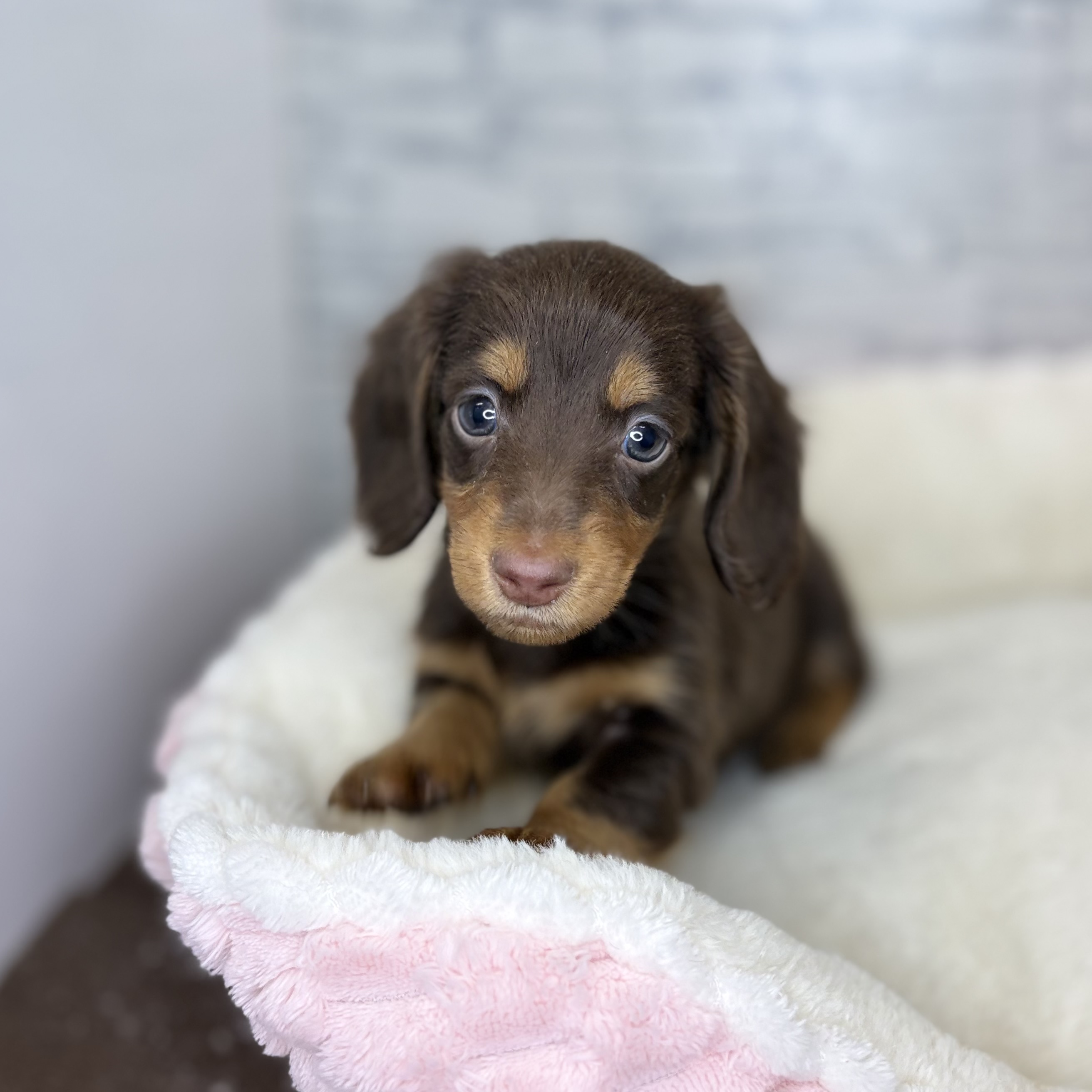 長野県のミニチュアダックスフンド(ロング) (犬の家＆猫の里長野店/2025年11月1日生まれ/男の子/チョコレートタン)の子犬の3枚目の画像