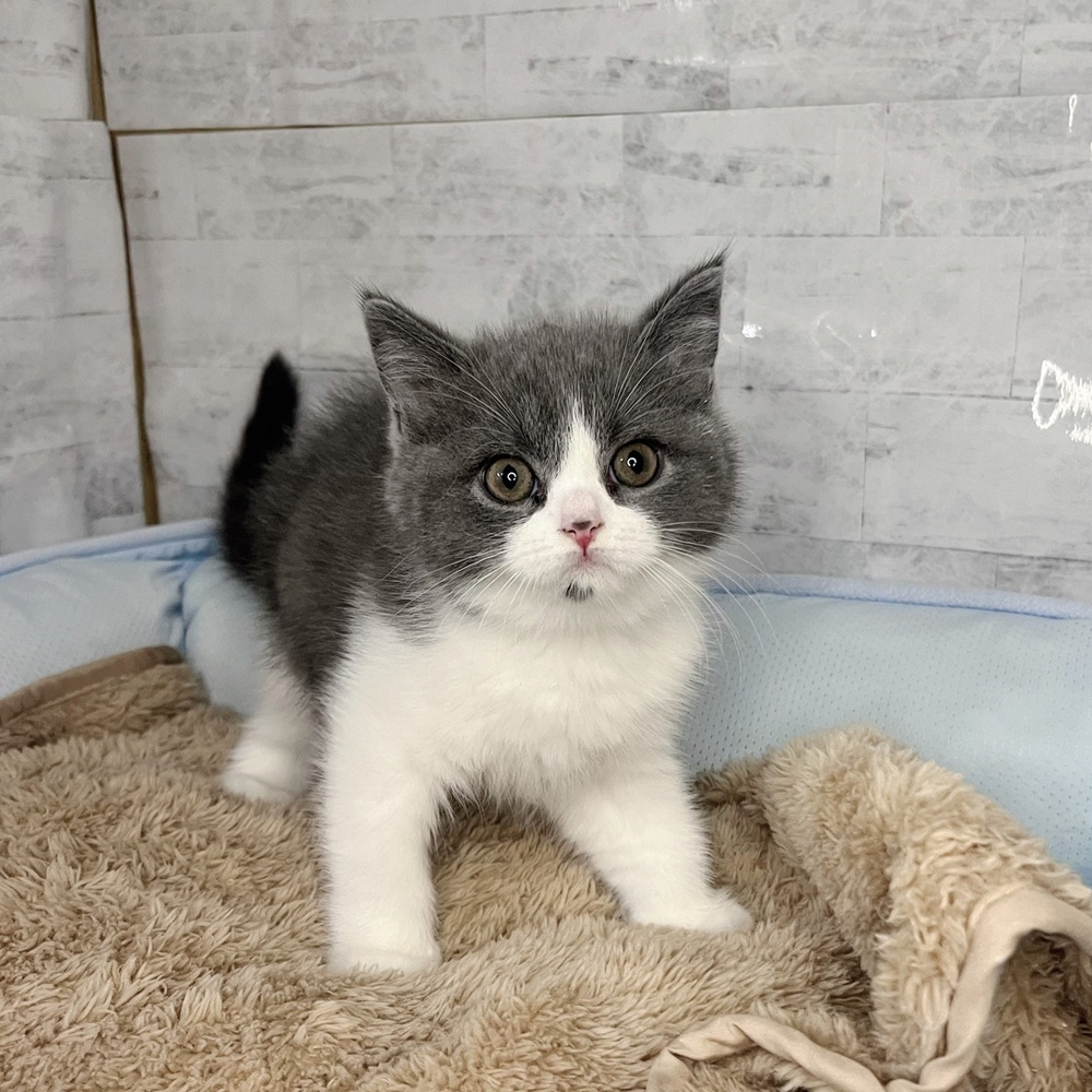 長野県のブリティッシュショートヘアー (犬の家＆猫の里塩尻店/2025年10月30日生まれ/女の子/ブルーホワイト)の子猫の3枚目の画像