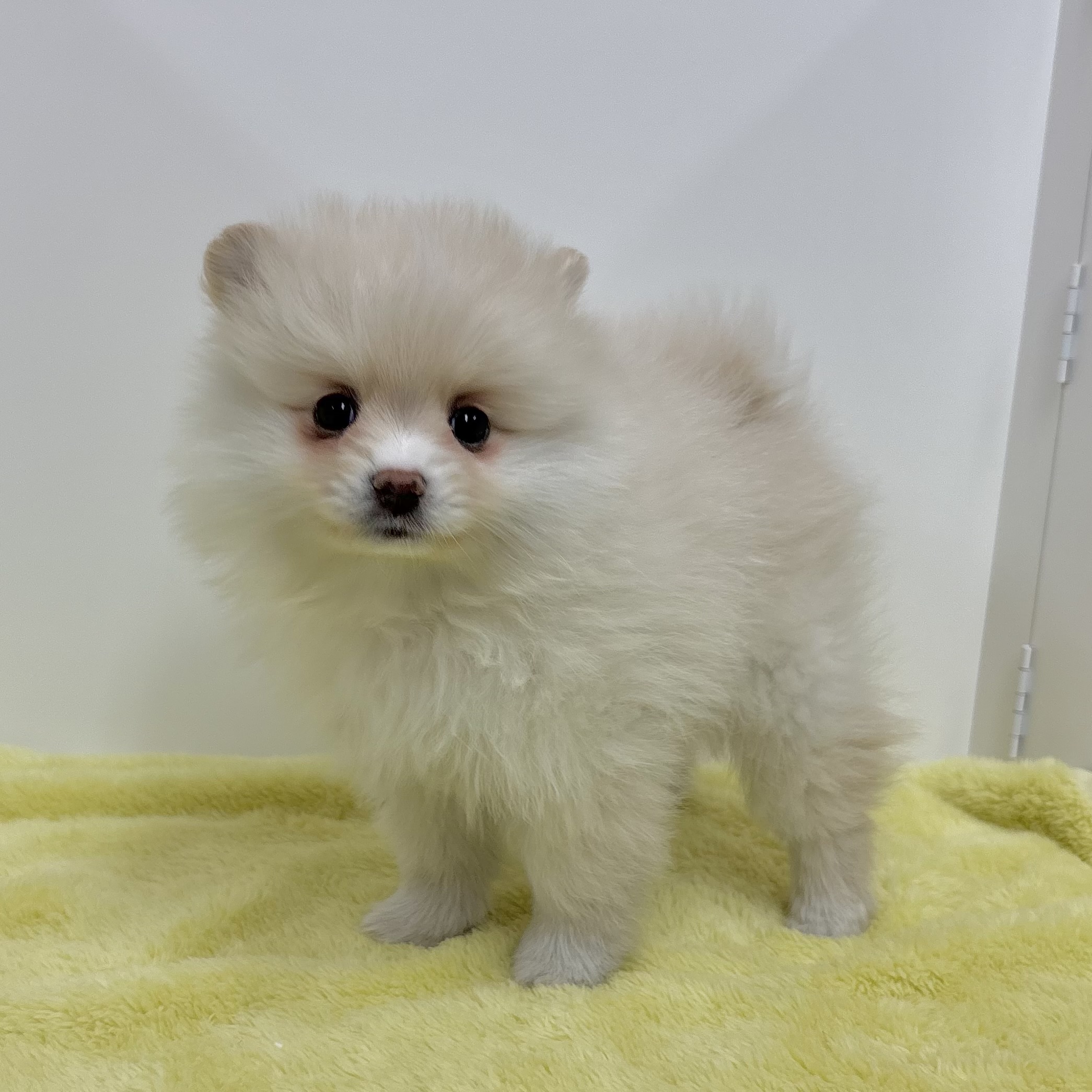 神奈川県のポメラニアン (犬の家＆猫の里相模原店/2025年11月2日生まれ/女の子/クリーム)の子犬