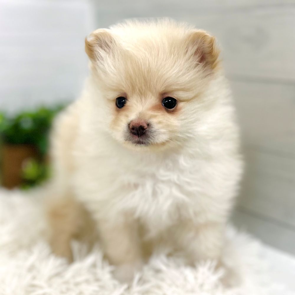 愛知県のポメラニアン (犬の家＆猫の里豊田店/2025年11月2日生まれ/女の子/クリーム)の子犬の1枚目の画像