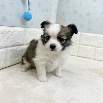 静岡県のパピチー/チワパピ(パピヨン×チワワ) (犬の家＆猫の里マークイズ静岡店/2025年11月3日生まれ/女の子/ホワイトブラウン)の子犬の3枚目の画像