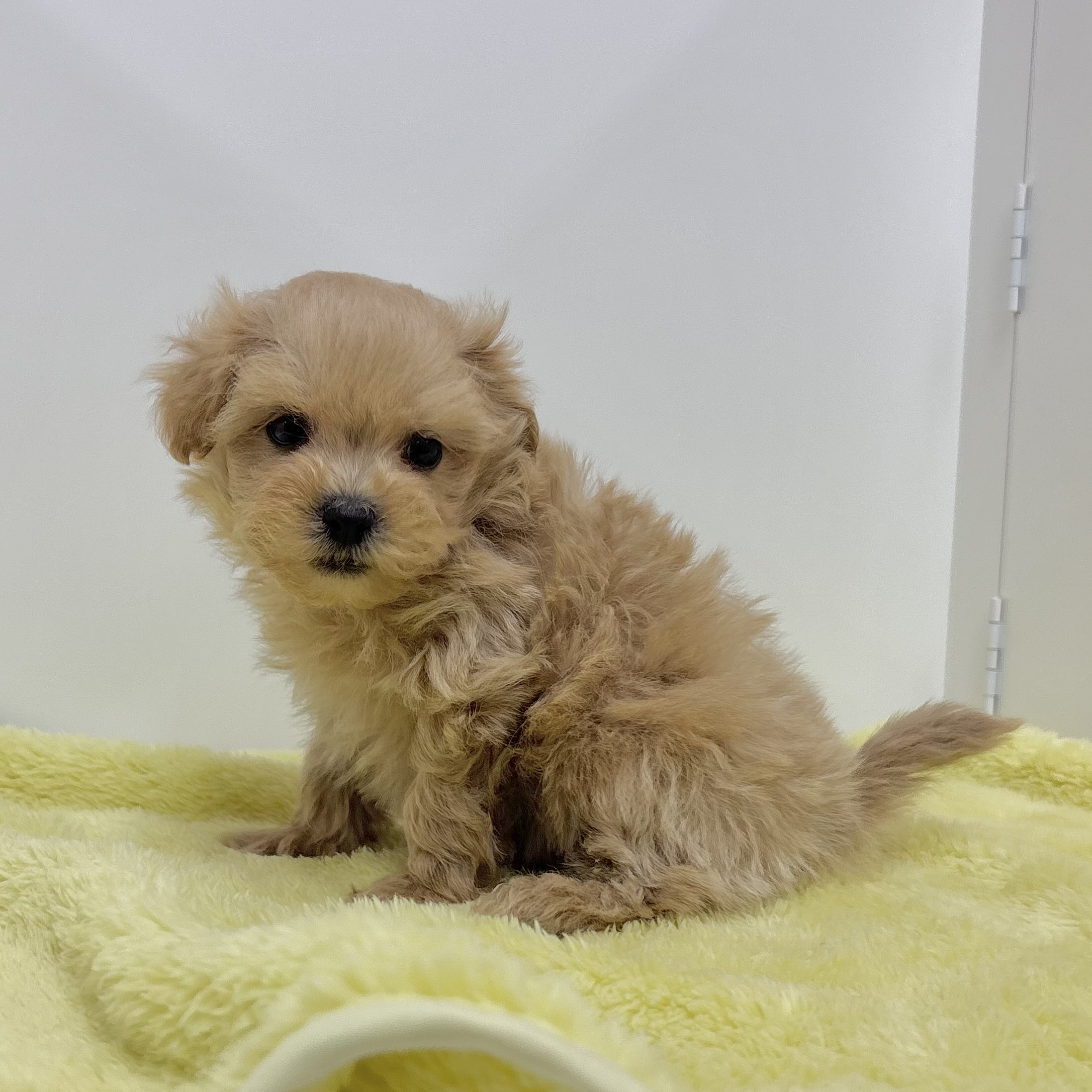 神奈川県のマルプー(マルチーズ×プードル) (犬の家＆猫の里相模原店/2025年10月30日生まれ/男の子/クリームホワイト)の子犬の3枚目の画像