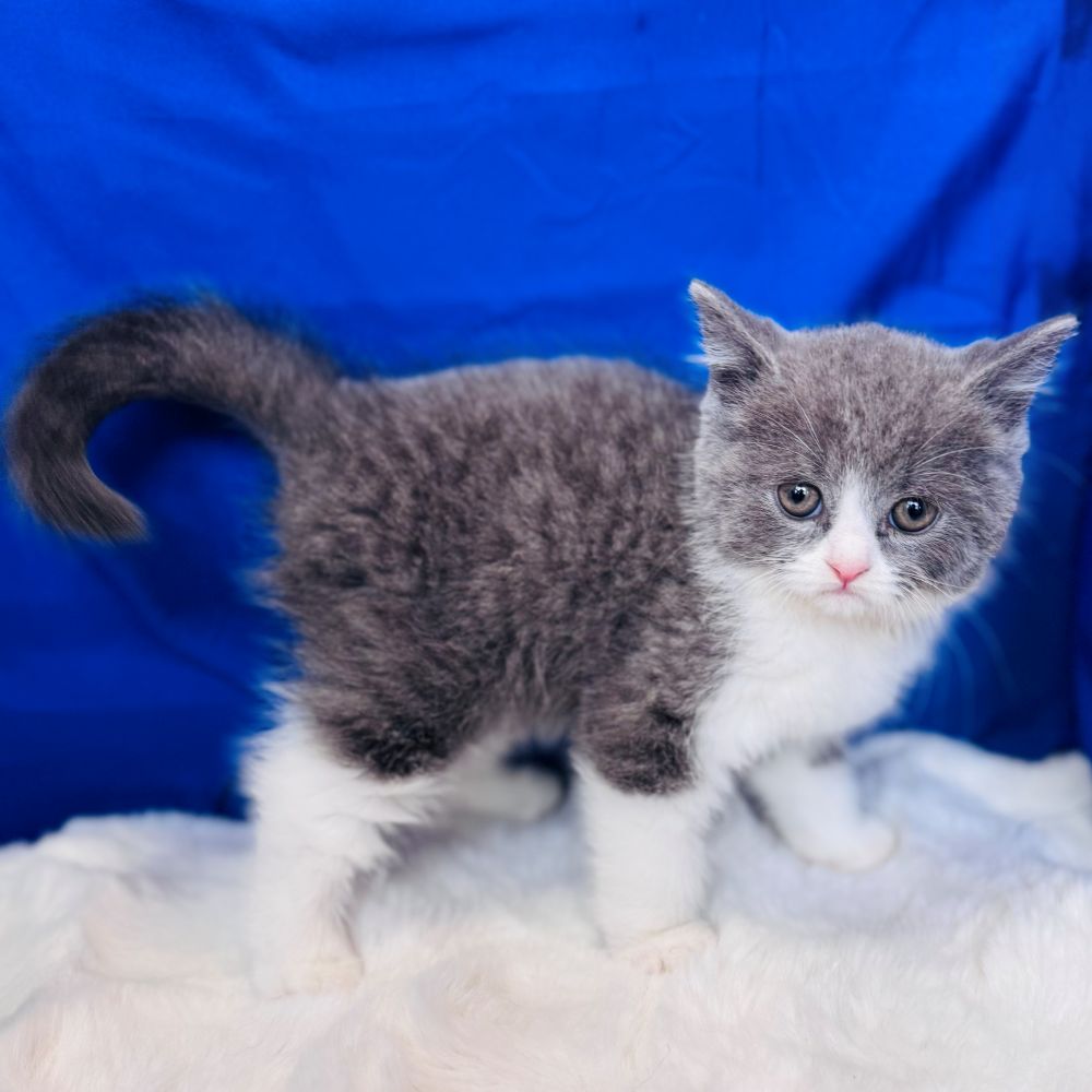 愛知県のブリティッシュショートヘアー (犬の家＆猫の里愛知刈谷店/2025年11月3日生まれ/男の子/ブルーホワイト)の子猫の3枚目の画像