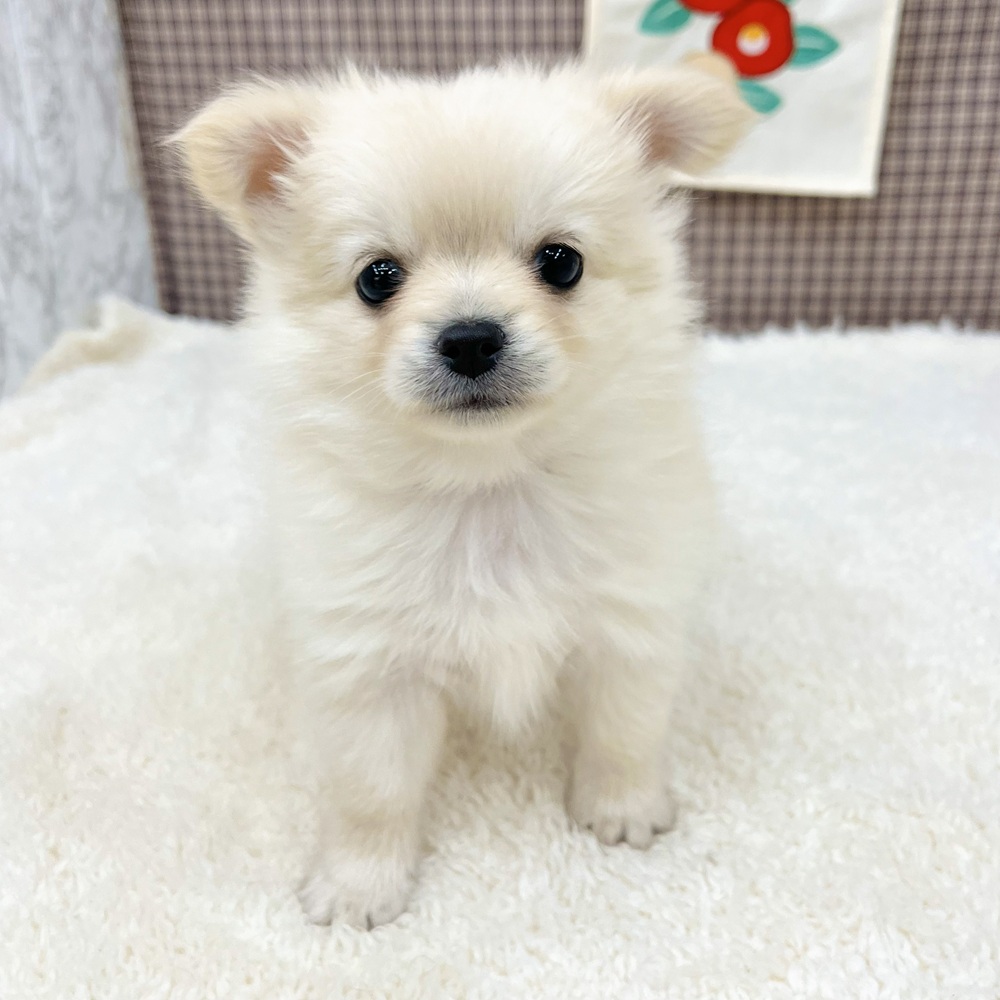 愛知県のポメチワ/チワポメ/ポメチー(ポメラニアン×チワワ) (犬の家＆猫の里エアポートウォーク店/2025年11月3日生まれ/女の子/クリーム)の子犬の3枚目の画像