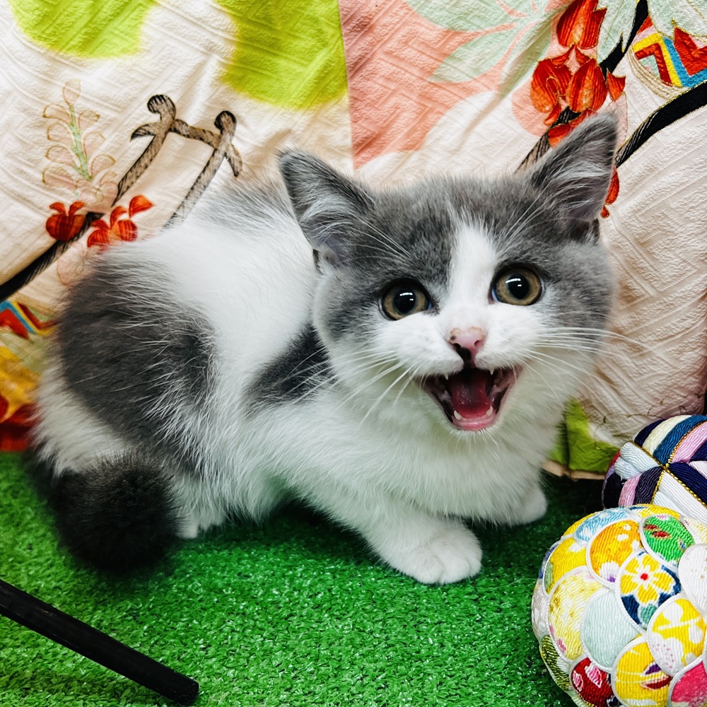 愛知県のブリティッシュショートヘアー (犬の家＆猫の里名古屋天白店/2025年11月2日生まれ/女の子/ブルーホワイト)の子猫の3枚目の画像