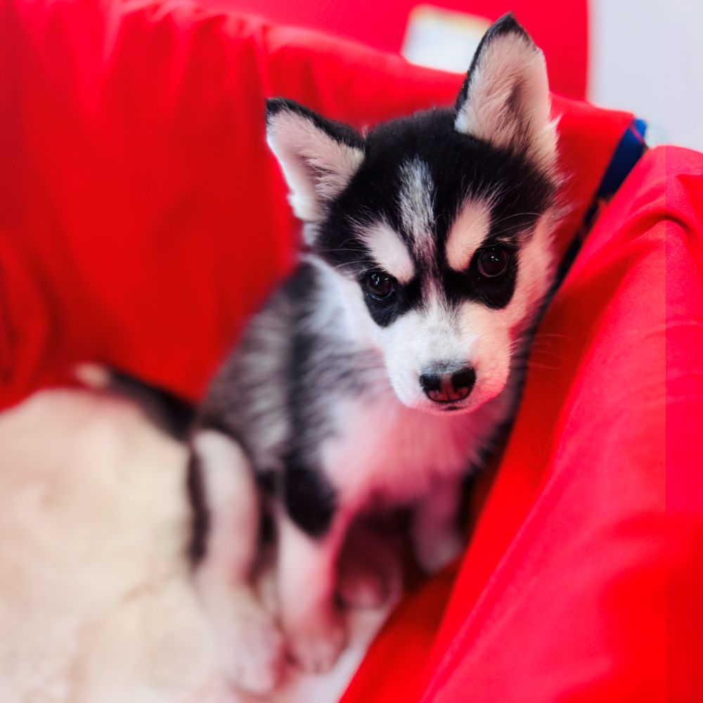 愛知県のシベリアンハスキー (犬の家＆猫の里愛知刈谷店/2025年11月1日生まれ/女の子/ブラックホワイト)の子犬の3枚目の画像