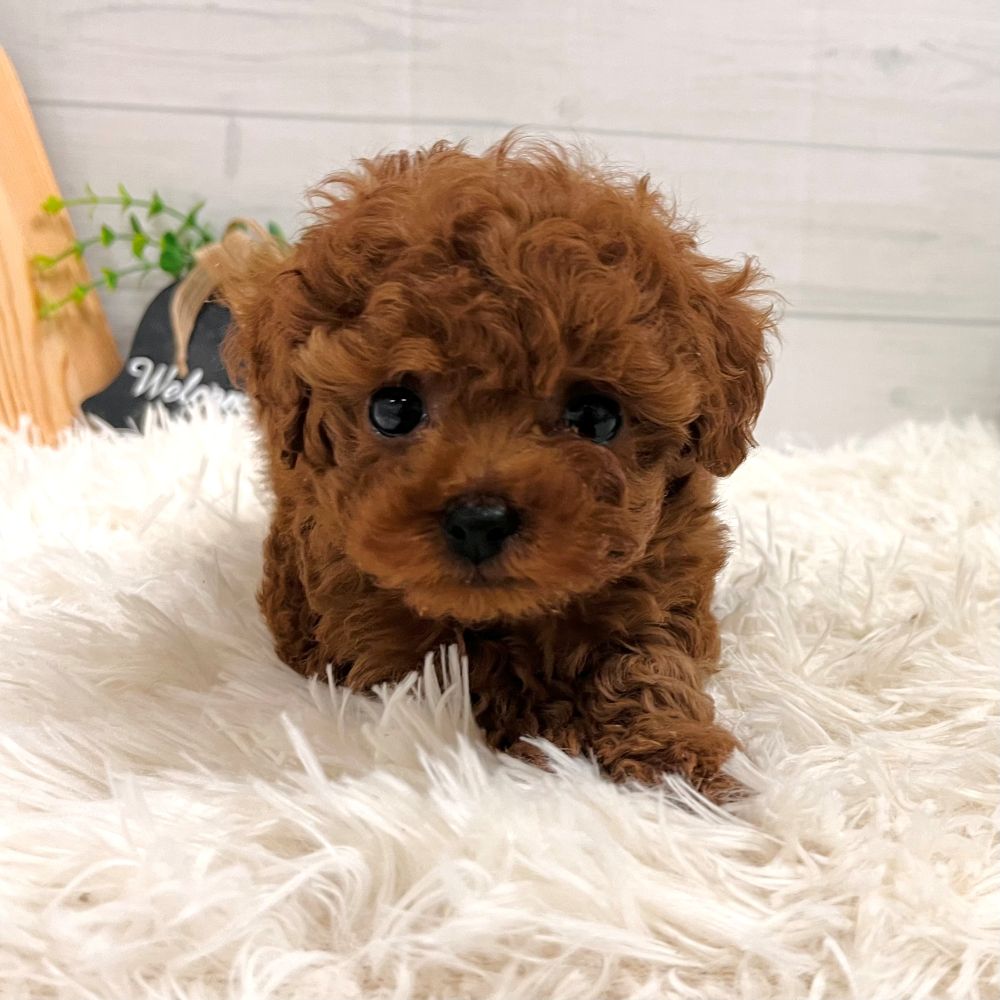 愛知県のトイプードル(タイニー) (犬の家＆猫の里豊田店/2025年11月2日生まれ/女の子/レッドフォーン)の子犬の3枚目の画像