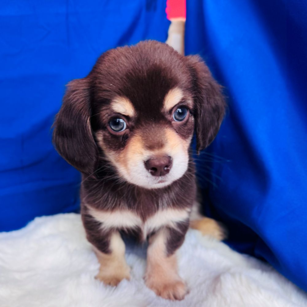 愛知県のチワックス(チワワ×ダックス) (犬の家＆猫の里愛知刈谷店/2025年11月3日生まれ/男の子/チョコレートタン)の子犬の3枚目の画像