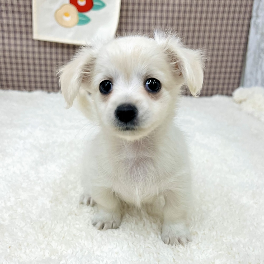 愛知県のチワックス(チワワ×ダックス) (犬の家＆猫の里エアポートウォーク店/2025年11月3日生まれ/女の子/クリームホワイト)の子犬の3枚目の画像