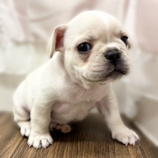 兵庫県のフレンチブルドッグ (犬の家＆猫の里カナート西神戸店/2025年11月8日生まれ/男の子/クリーム)の子犬の1枚目の画像