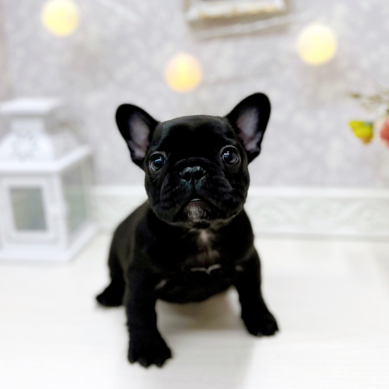 富山県のフレンチブルドッグ (犬の家＆猫の里アミーゴ山室店/2025年11月8日生まれ/女の子/ブリンドル)の子犬の3枚目の画像