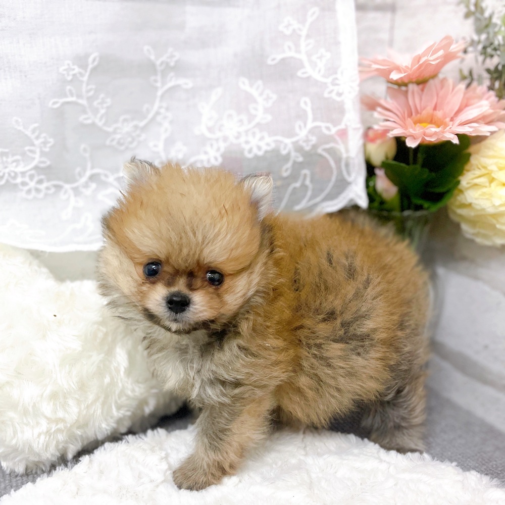 京都府のポメラニアン (犬の家＆猫の里京都樟葉店/2025年11月8日生まれ/男の子/オレンジ)の子犬の3枚目の画像