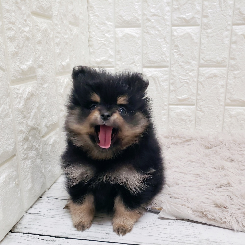 岡山県のポメラニアン (犬の家＆猫の里岡山店/2025年11月8日生まれ/女の子/ブラックタン)の子犬の3枚目の画像