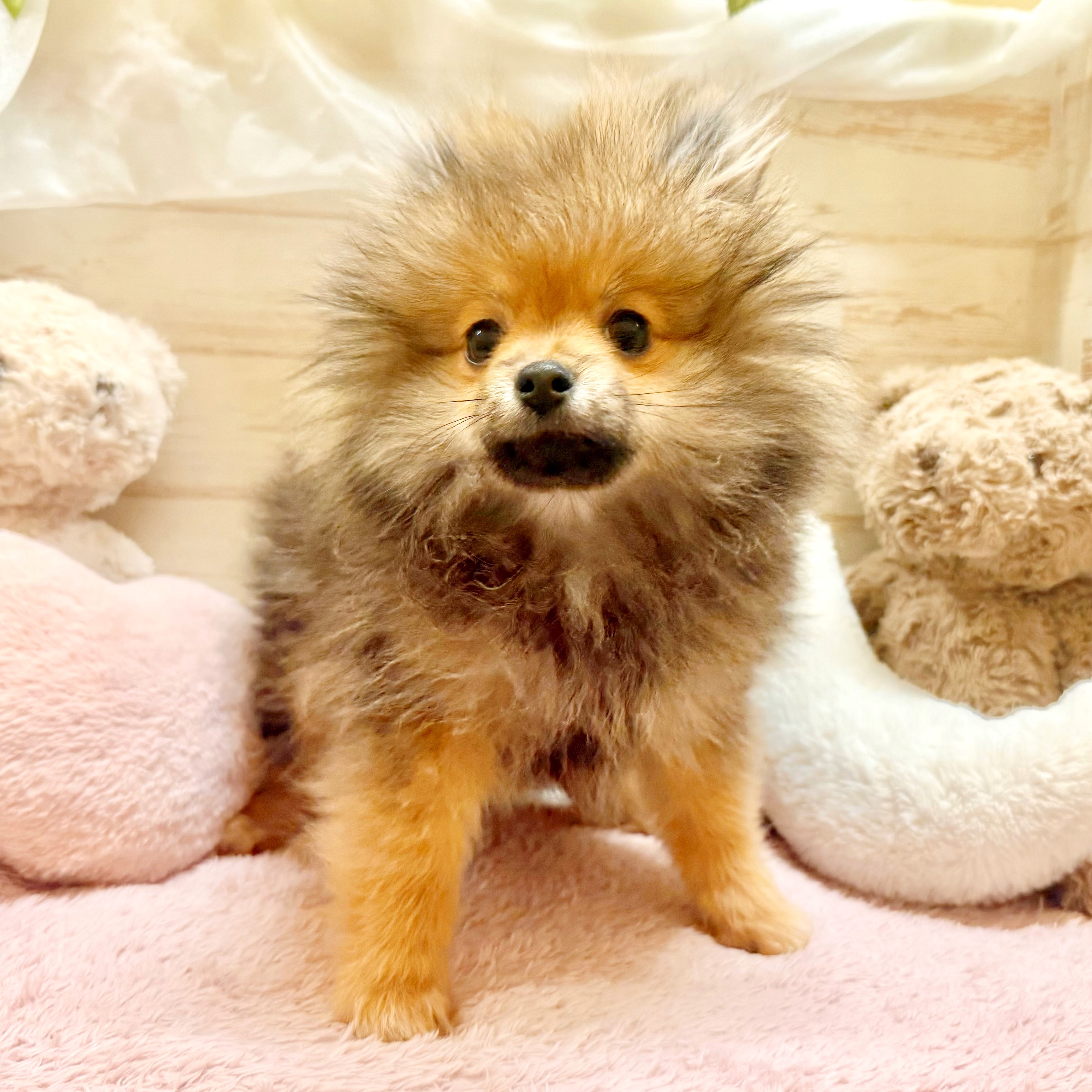 兵庫県のポメラニアン (犬の家＆猫の里神戸店/2025年11月8日生まれ/女の子/オレンジセーブル)の子犬の3枚目の画像