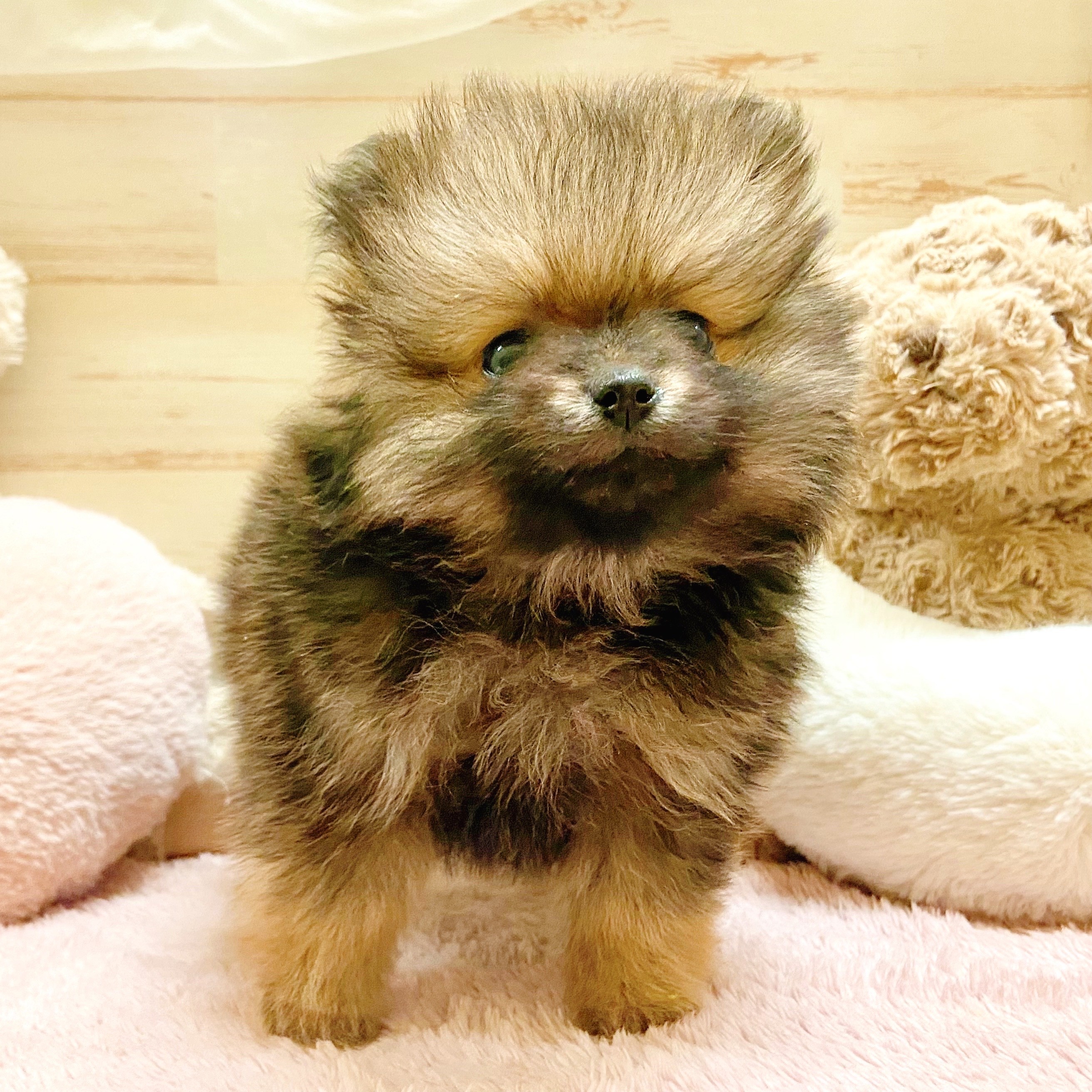 兵庫県のポメラニアン (犬の家＆猫の里神戸店/2025年11月8日生まれ/女の子/オレンジセーブル)の子犬の3枚目の画像