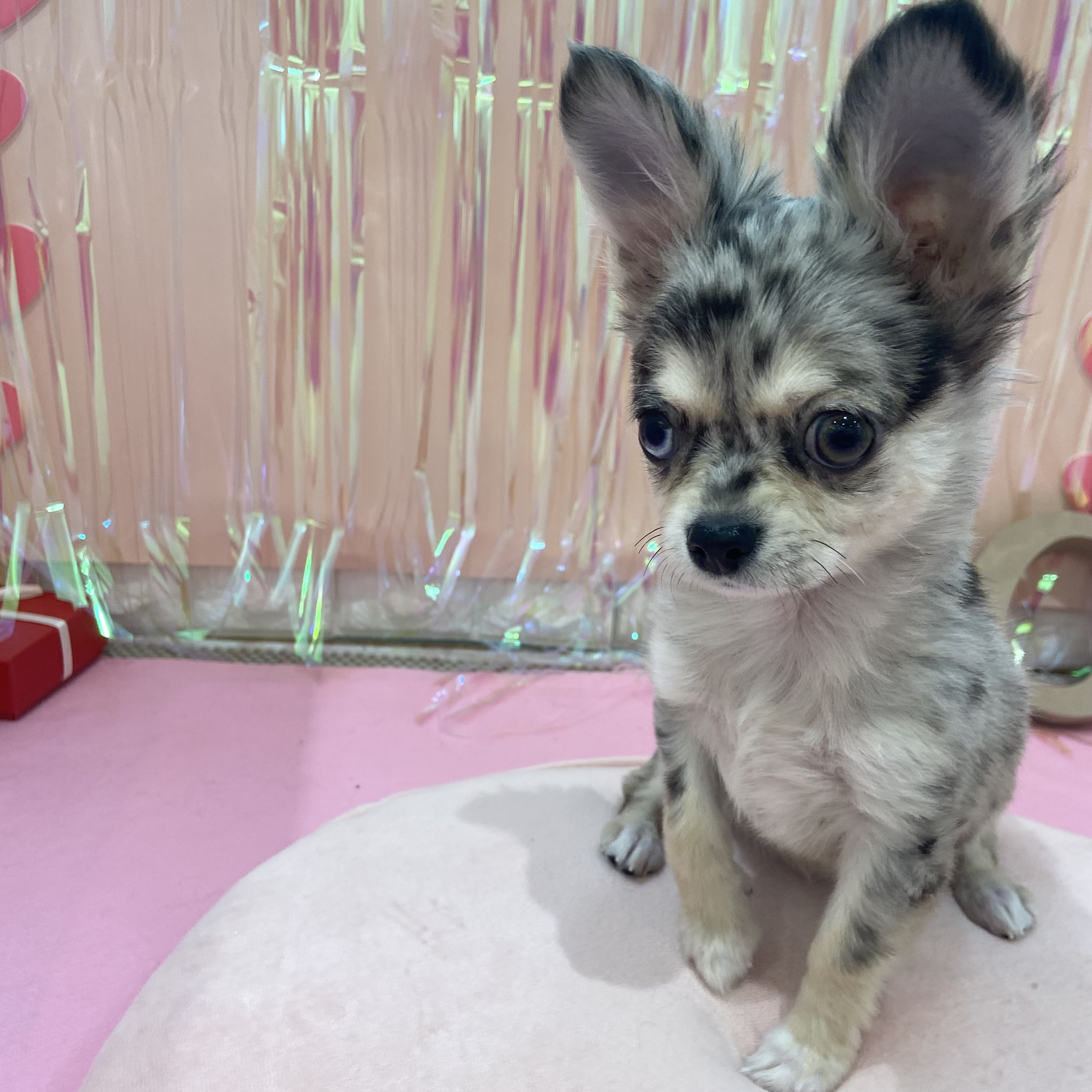 岡山県のチワワ(ロング) (犬の家＆猫の里倉敷店/2025年11月5日生まれ/女の子/ブルーマール)の子犬の3枚目の画像