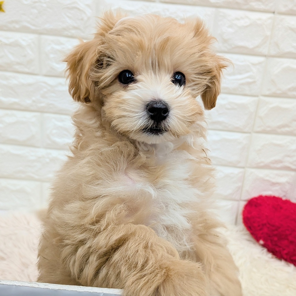 愛知県のマルプー(マルチーズ×プードル) (犬の家＆猫の里MEGAドン・キホーテ東海名和店/2025年11月3日生まれ/男の子/アプリコットホワイト)の子犬の3枚目の画像