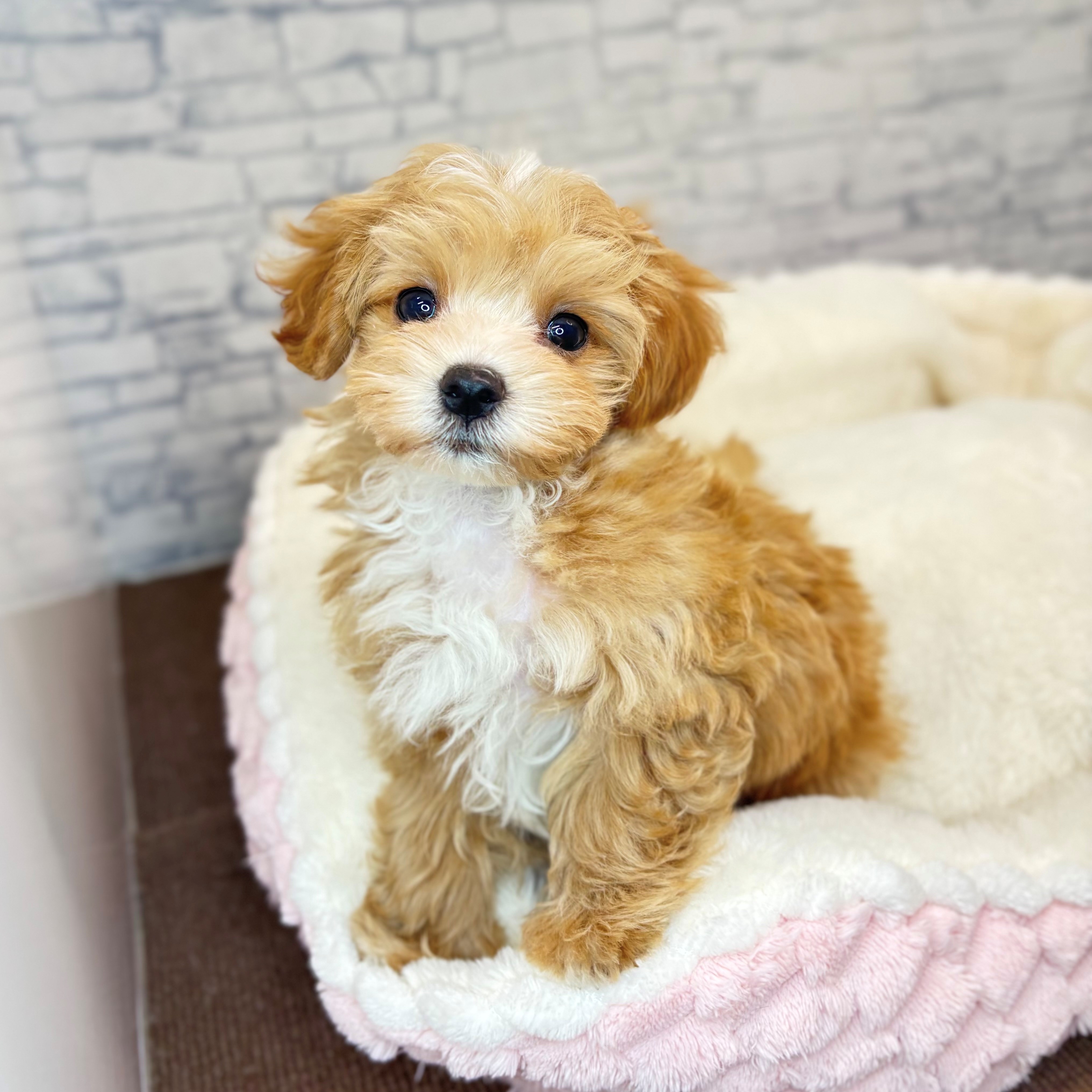 長野県のマルプー(マルチーズ×プードル) (犬の家＆猫の里長野店/2025年11月5日生まれ/男の子/アプリコットホワイト)の子犬の3枚目の画像