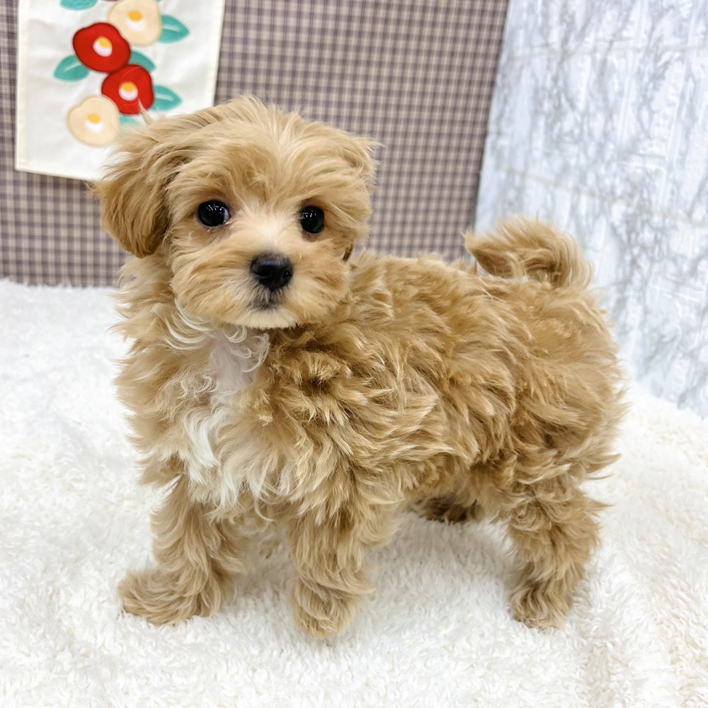 愛知県のマルプー(マルチーズ×プードル) (犬の家＆猫の里エアポートウォーク店/2025年11月5日生まれ/女の子/アプリコット)の子犬の3枚目の画像