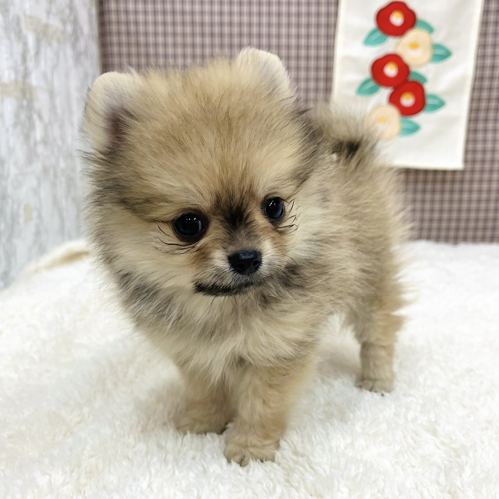 愛知県のポメチワ/チワポメ/ポメチー(ポメラニアン×チワワ) (犬の家＆猫の里エアポートウォーク店/2025年11月9日生まれ/男の子/フォーン)の子犬の1枚目の画像