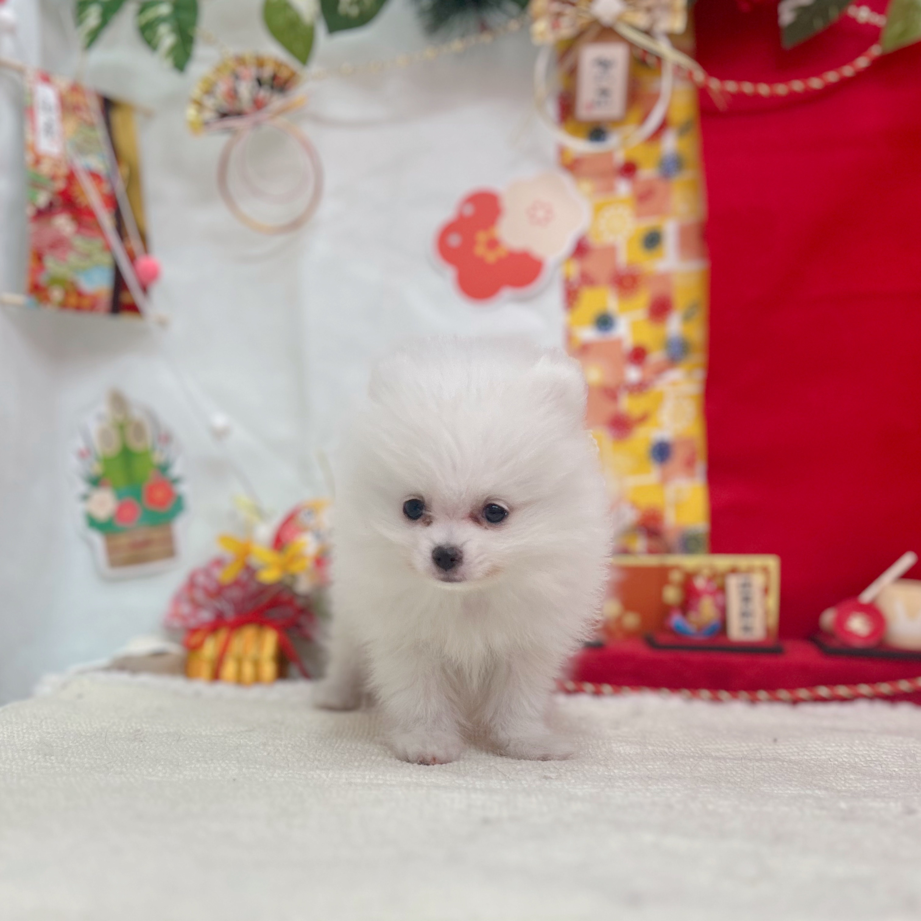 岐阜県のポメラニアン (犬の家＆猫の里岐南店/2025年11月5日生まれ/男の子/ホワイト)の子犬の3枚目の画像