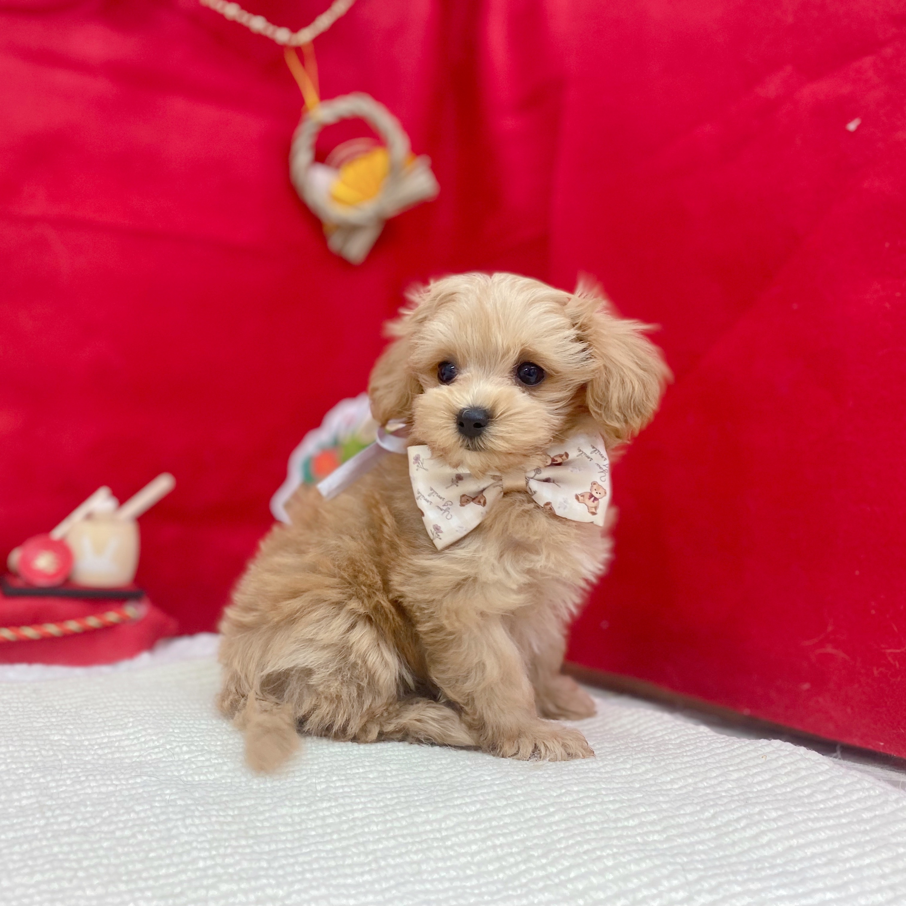 岐阜県のマルプー(マルチーズ×プードル) (犬の家＆猫の里岐南店/2025年11月6日生まれ/男の子/アプリコット)の子犬の3枚目の画像