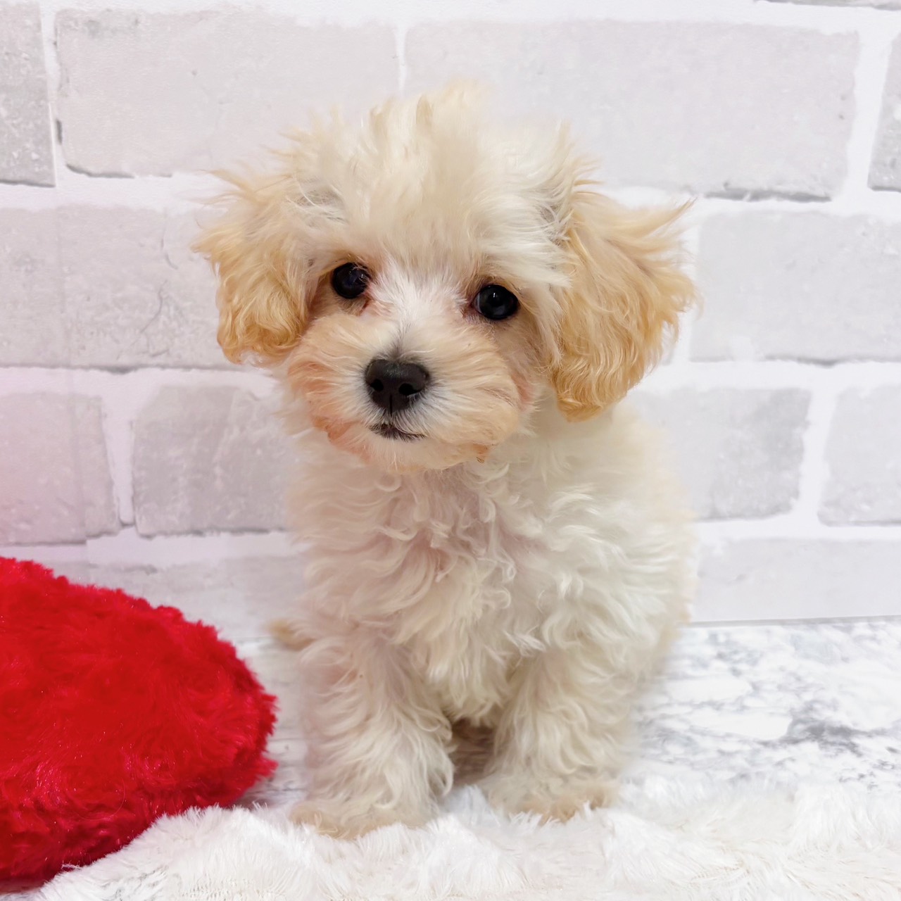 京都府のマルプー(マルチーズ×プードル) (犬の家＆猫の里京都精華店/2025年11月4日生まれ/男の子/クリーム)の子犬の3枚目の画像