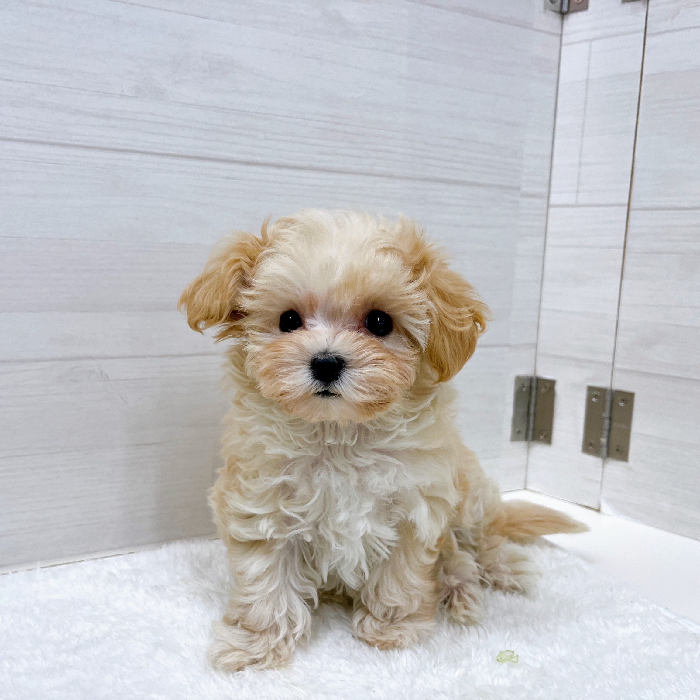 石川県のマルプー(マルチーズ×プードル) (犬の家＆猫の里アミーゴ金沢おこばた店/2025年11月5日生まれ/女の子/クリーム)の子犬の3枚目の画像