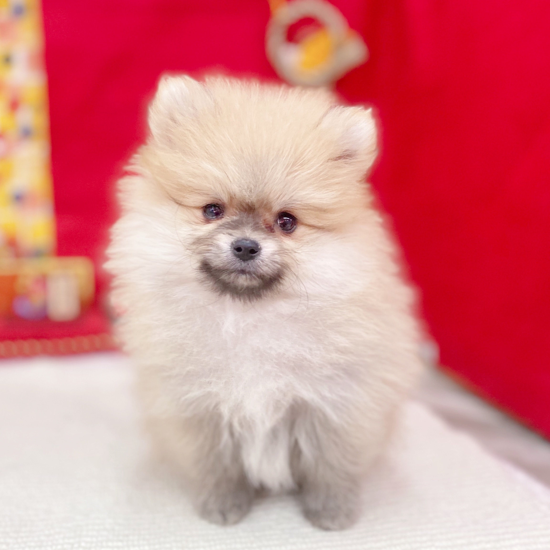 岐阜県のポメラニアン (犬の家＆猫の里岐南店/2025年11月9日生まれ/女の子/オレンジセーブル)の子犬の3枚目の画像