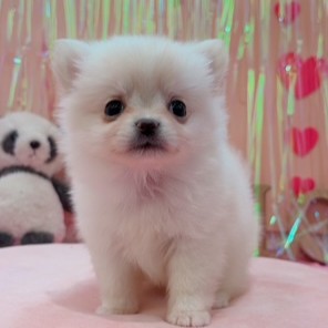 岡山県のポメチワ/チワポメ/ポメチー(ポメラニアン×チワワ) (犬の家＆猫の里倉敷店/2025年11月5日生まれ/女の子/クリーム)の子犬の3枚目の画像