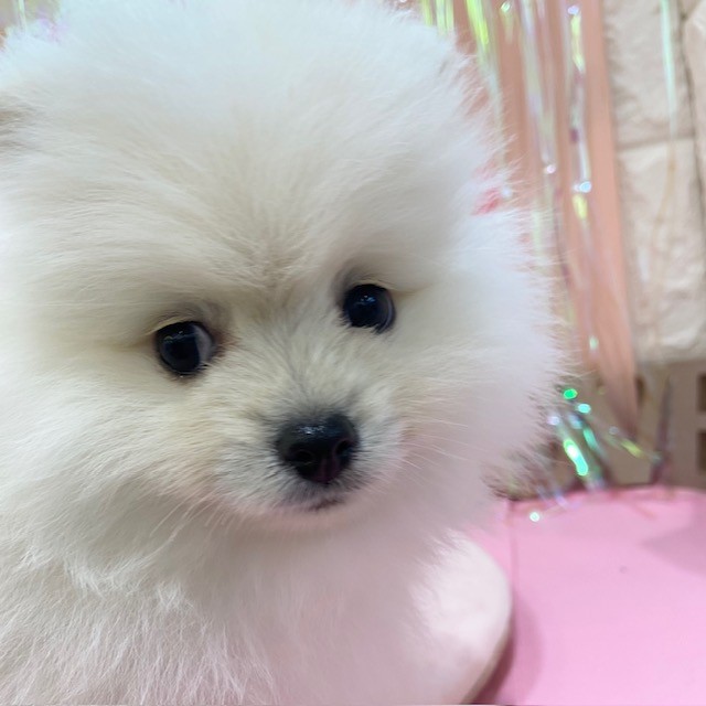 岡山県のポメラニアン (犬の家＆猫の里倉敷店/2025年11月8日生まれ/男の子/クリーム)の子犬の3枚目の画像