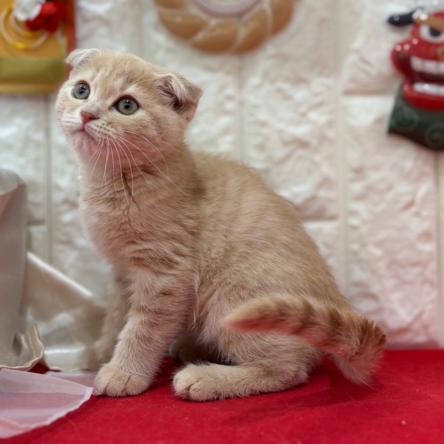 岡山県のスコティッシュフォールド (犬の家＆猫の里倉敷店/2025年11月6日生まれ/女の子/クリームタビーホワイト)の子猫の3枚目の画像