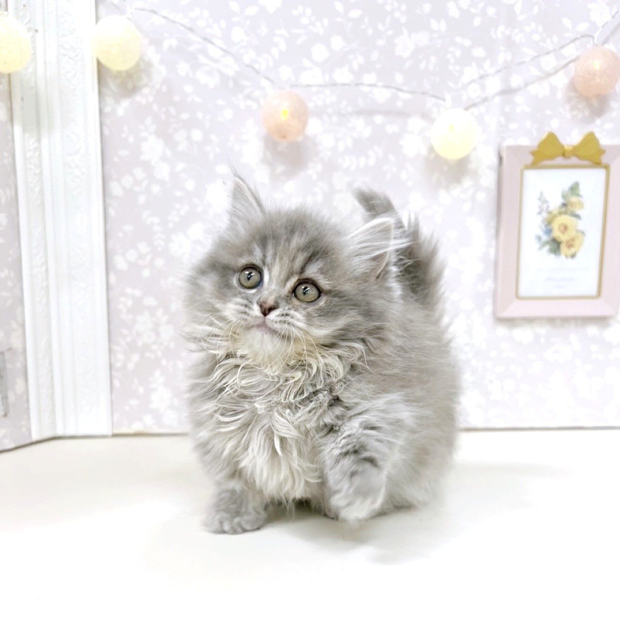 富山県のミヌエット (犬の家＆猫の里アミーゴ高岡蓮花寺店/2025年11月6日生まれ/女の子/ブルータビー)の子猫の3枚目の画像