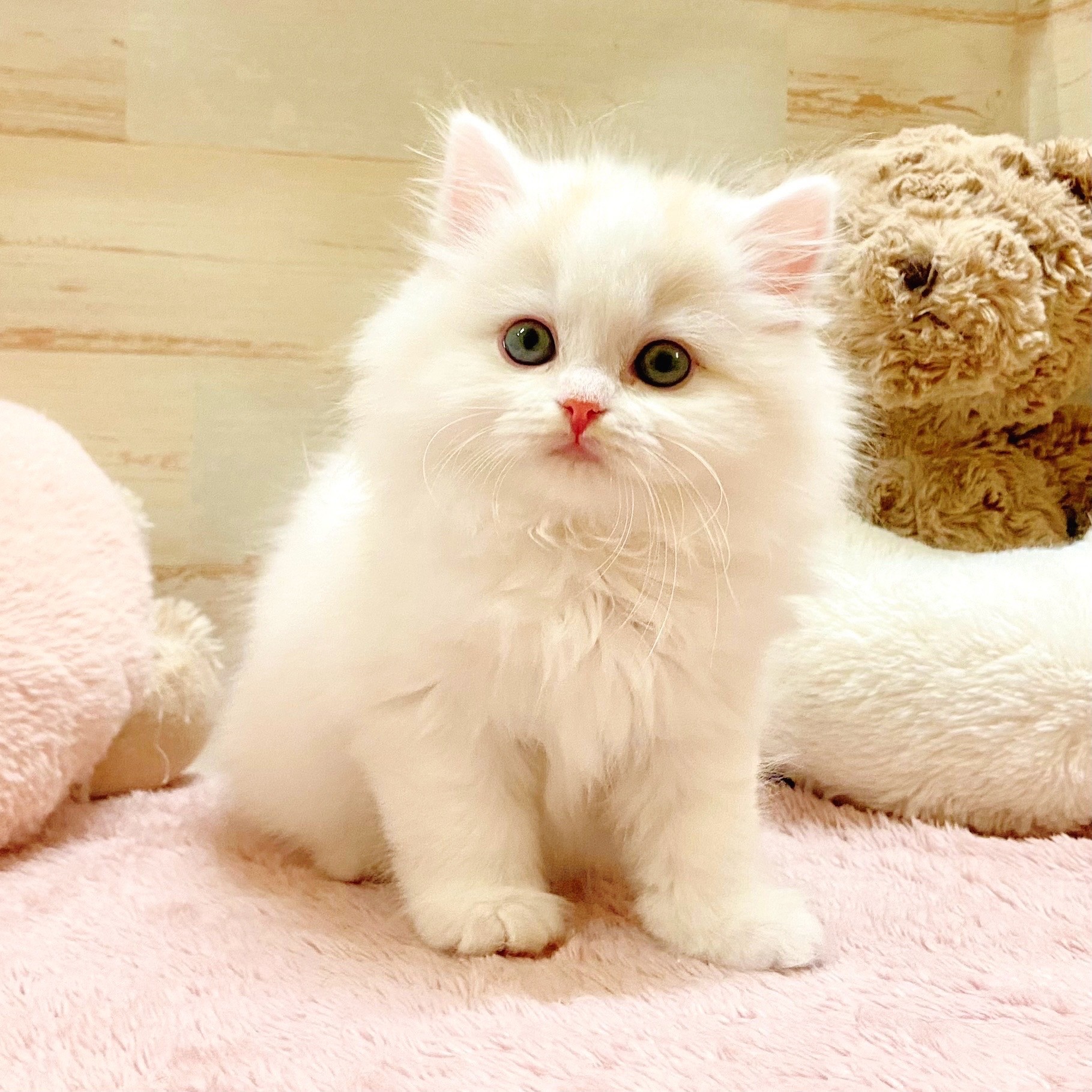 兵庫県のスコティッシュストレート (犬の家＆猫の里神戸店/2025年11月7日生まれ/女の子/レッドタビーホワイトバン)の子猫の1枚目の画像