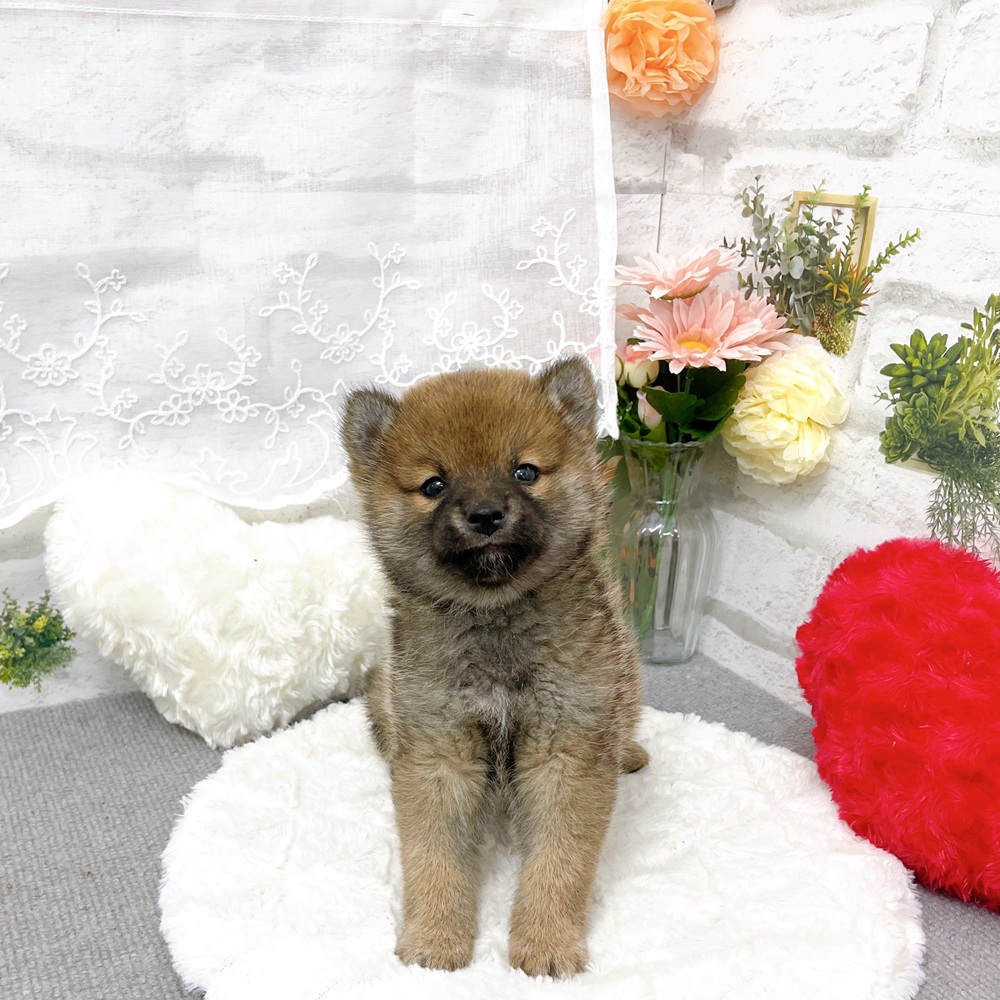 京都府の柴犬(標準サイズ) (犬の家＆猫の里京都樟葉店/2025年11月9日生まれ/男の子/赤)の子犬の1枚目の画像