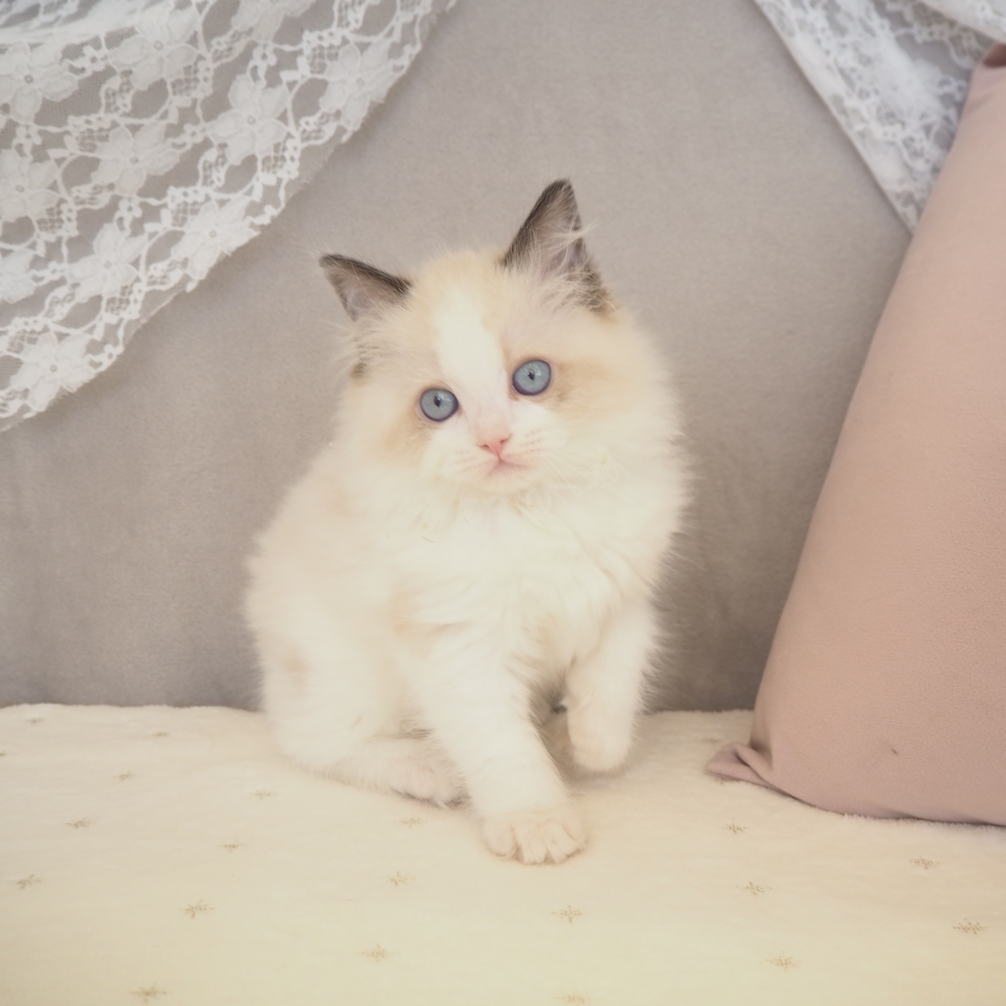 大阪府のラグドール (犬の家＆猫の里もりのみやキューズモールBASE店/2025年11月5日生まれ/女の子/シールポイントバイカラー)の子猫の3枚目の画像