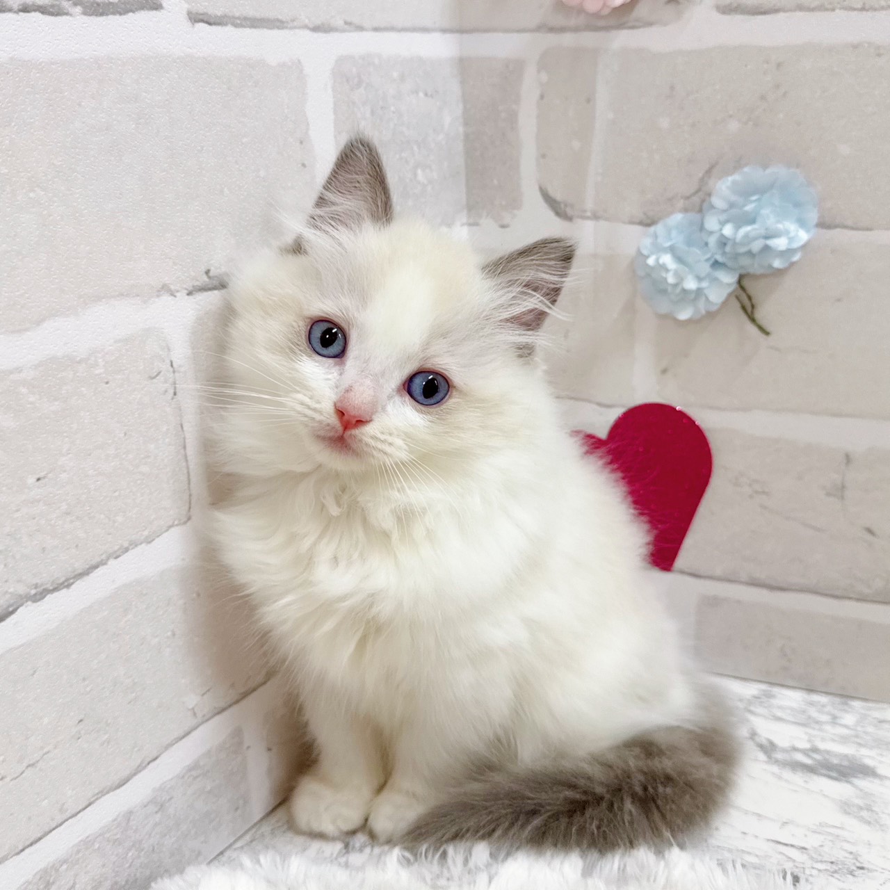 京都府のラグドール (犬の家＆猫の里京都精華店/2025年11月5日生まれ/男の子/ブルーポイントバイカラー)の子猫の3枚目の画像