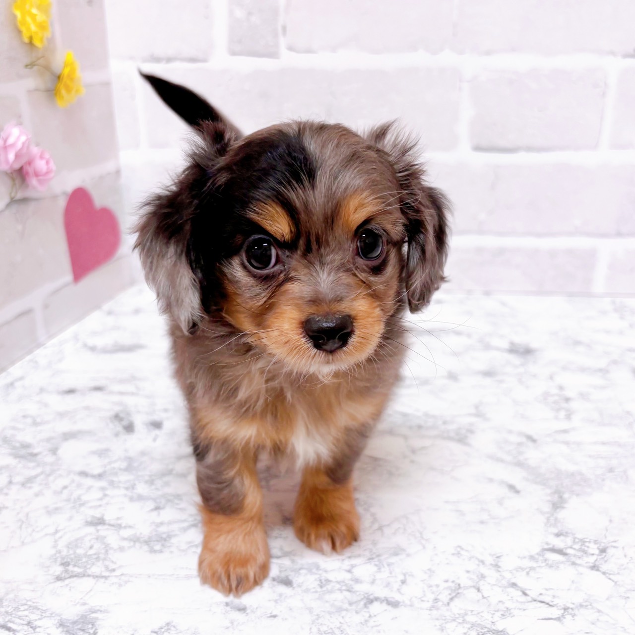 京都府のチワックス(チワワ×ダックス) (犬の家＆猫の里京都精華店/2025年11月2日生まれ/男の子/シルバーダップル)の子犬の3枚目の画像