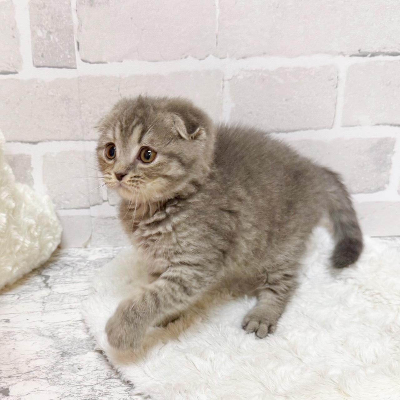 京都府のスコティッシュフォールド (犬の家＆猫の里京都精華店/2025年11月6日生まれ/女の子/ブルータビー)の子猫の3枚目の画像