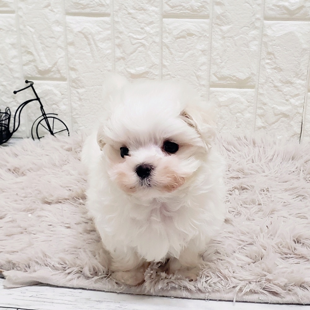 岡山県のマルチーズ (犬の家＆猫の里岡山店/2025年11月9日生まれ/女の子/ホワイト)の子犬の3枚目の画像