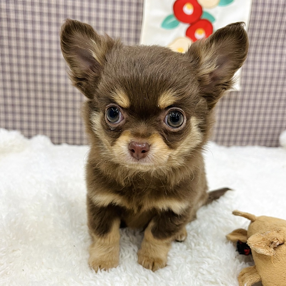 愛知県のチワワ(ロング) (犬の家＆猫の里エアポートウォーク店/2025年11月3日生まれ/男の子/チョコレートタン)の子犬の3枚目の画像