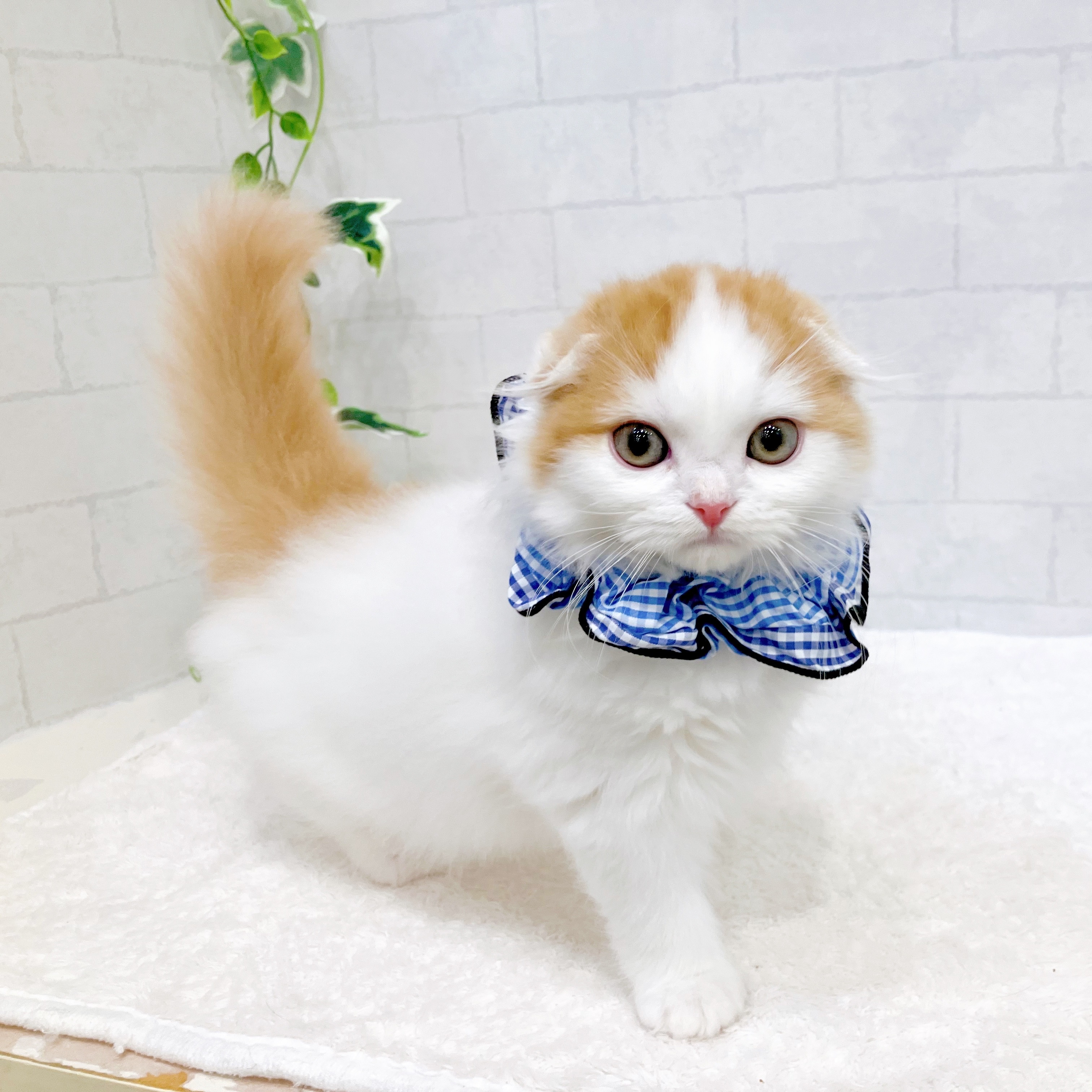 金沢店（石川県）の子猫一覧 | ペットショップ 犬の家&猫の里 | 子犬