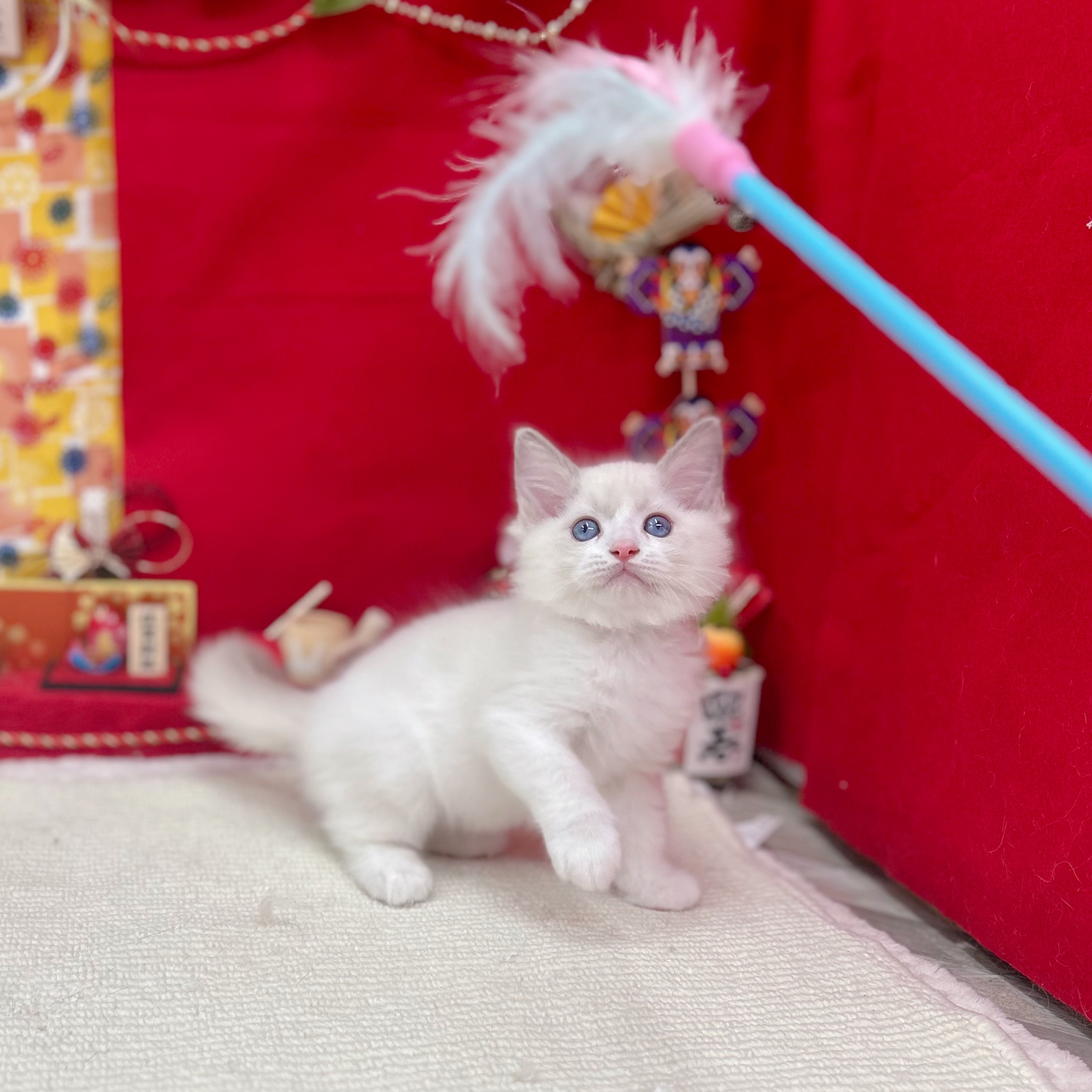 岐阜県のラグドール (犬の家＆猫の里岐南店/2025年11月8日生まれ/男の子/ブルーポイントバイカラー)の子猫の3枚目の画像