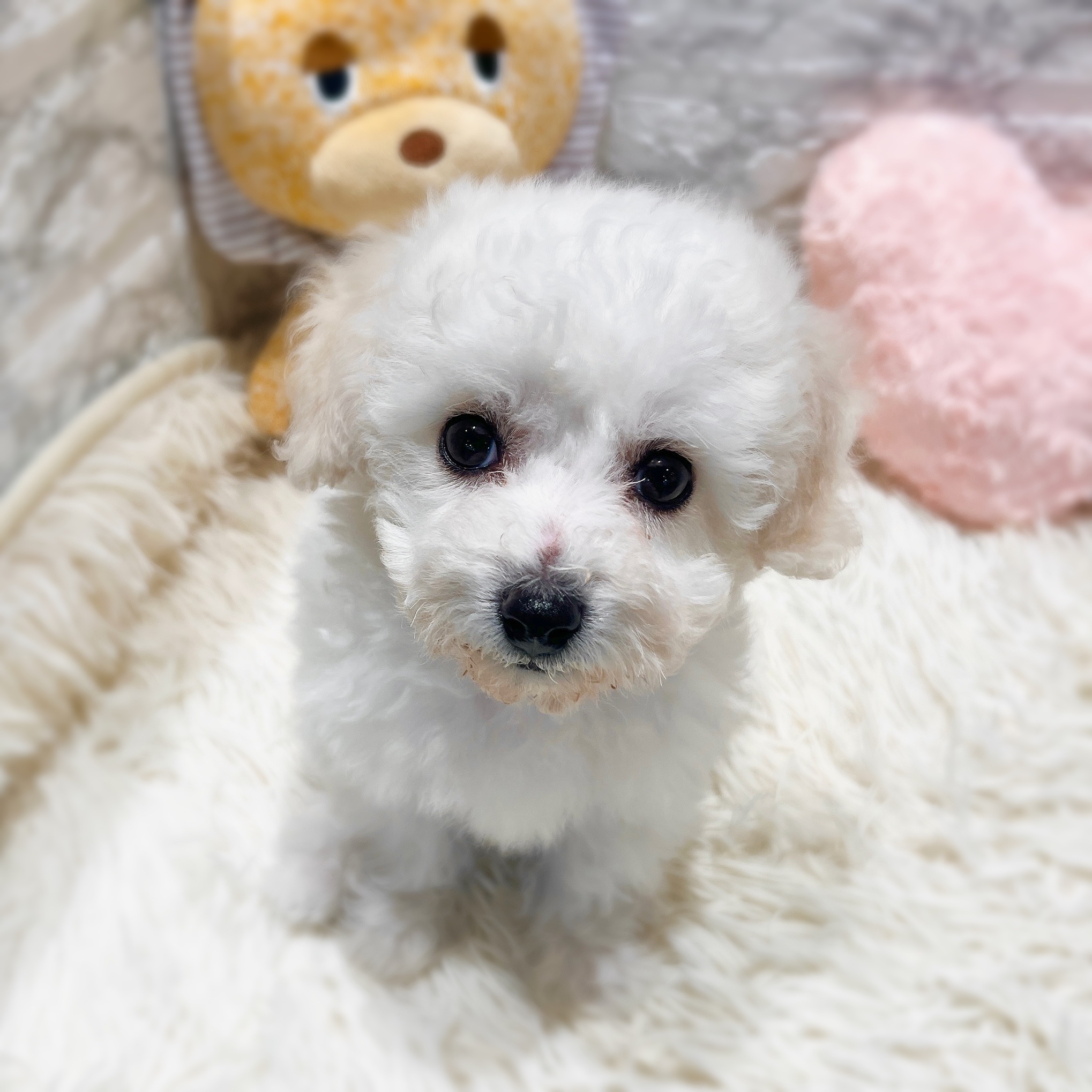 愛知県のビションフリーゼ (犬の家＆猫の里MiO香久山店/2025年11月9日生まれ/女の子/ホワイト)の子犬の3枚目の画像