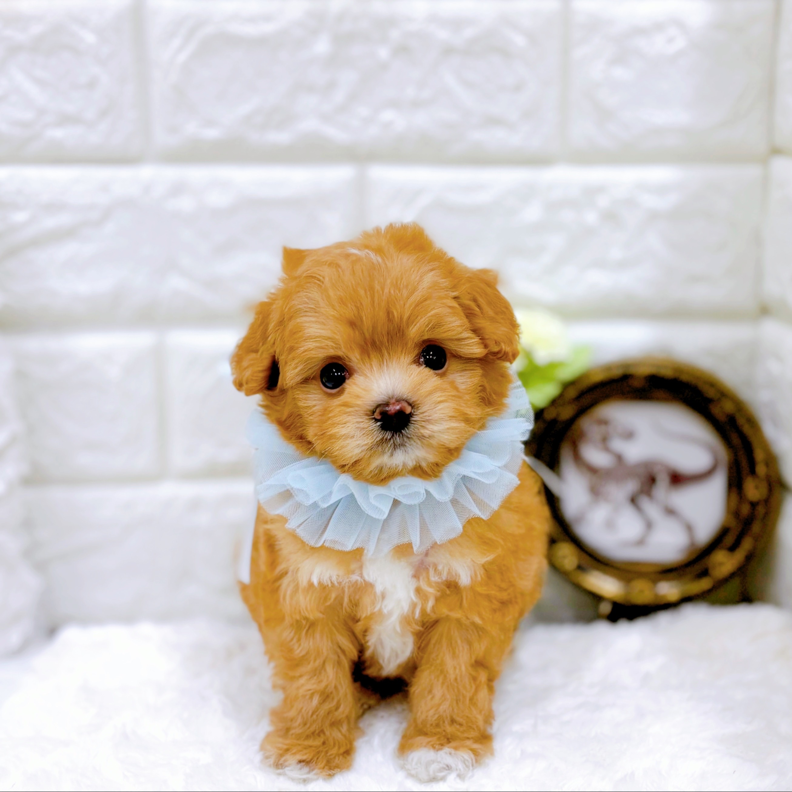 福井県のチワプー/プーチー(チワワ×プードル) (犬の家＆猫の里アミーゴ福井店/2025年11月10日生まれ/男の子/アプリコットホワイト)の子犬の3枚目の画像