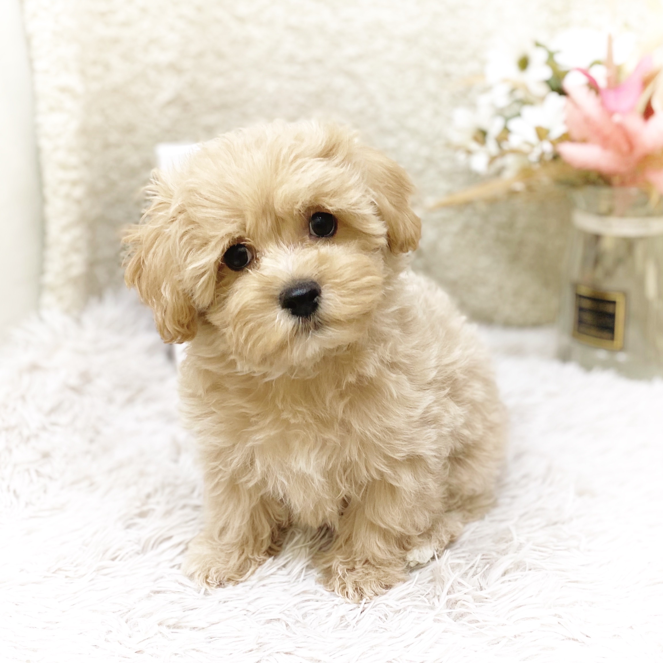 静岡県のマルプー(マルチーズ×プードル) (犬の家＆猫の里藤枝店/2025年11月6日生まれ/女の子/アプリコット)の子犬の3枚目の画像