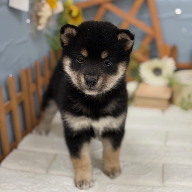千葉県の柴犬(標準サイズ) (犬の家＆猫の里ワンズモール稲毛店/2025年11月10日生まれ/男の子/黒)の子犬の3枚目の画像