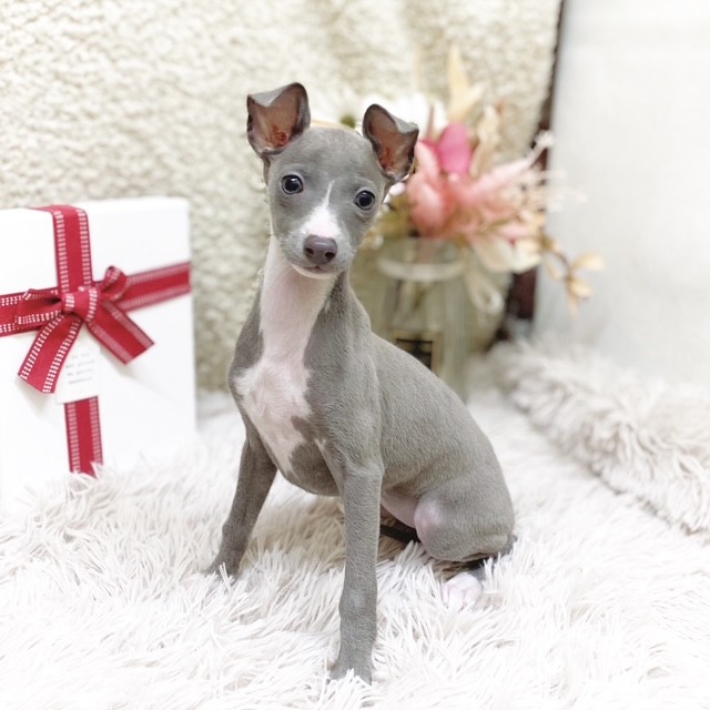 静岡県のイタリアングレーハウンド (犬の家＆猫の里藤枝店/2025年11月10日生まれ/女の子/ブルーホワイト)の子犬の3枚目の画像