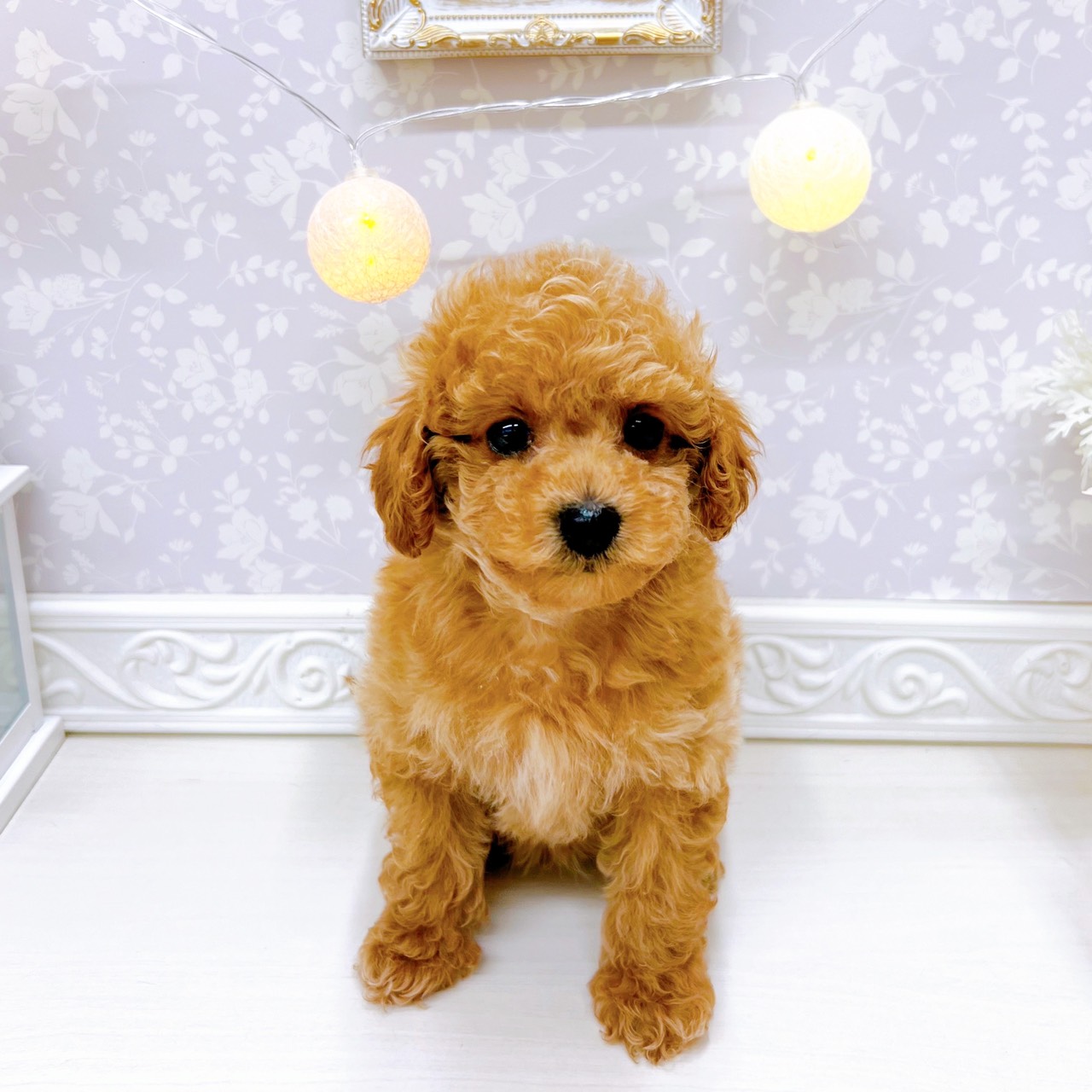 富山県のトイプードル(トイ) (犬の家＆猫の里アミーゴ山室店/2025年11月10日生まれ/女の子/レッド)の子犬の3枚目の画像